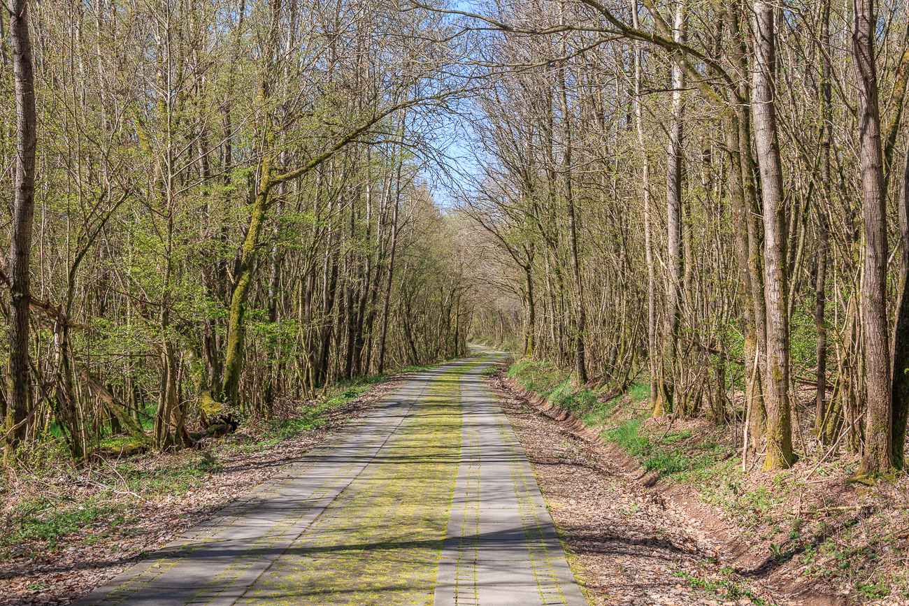 Sieht aus wie Panzerplatten, die durch den Wald f&uuml;hren