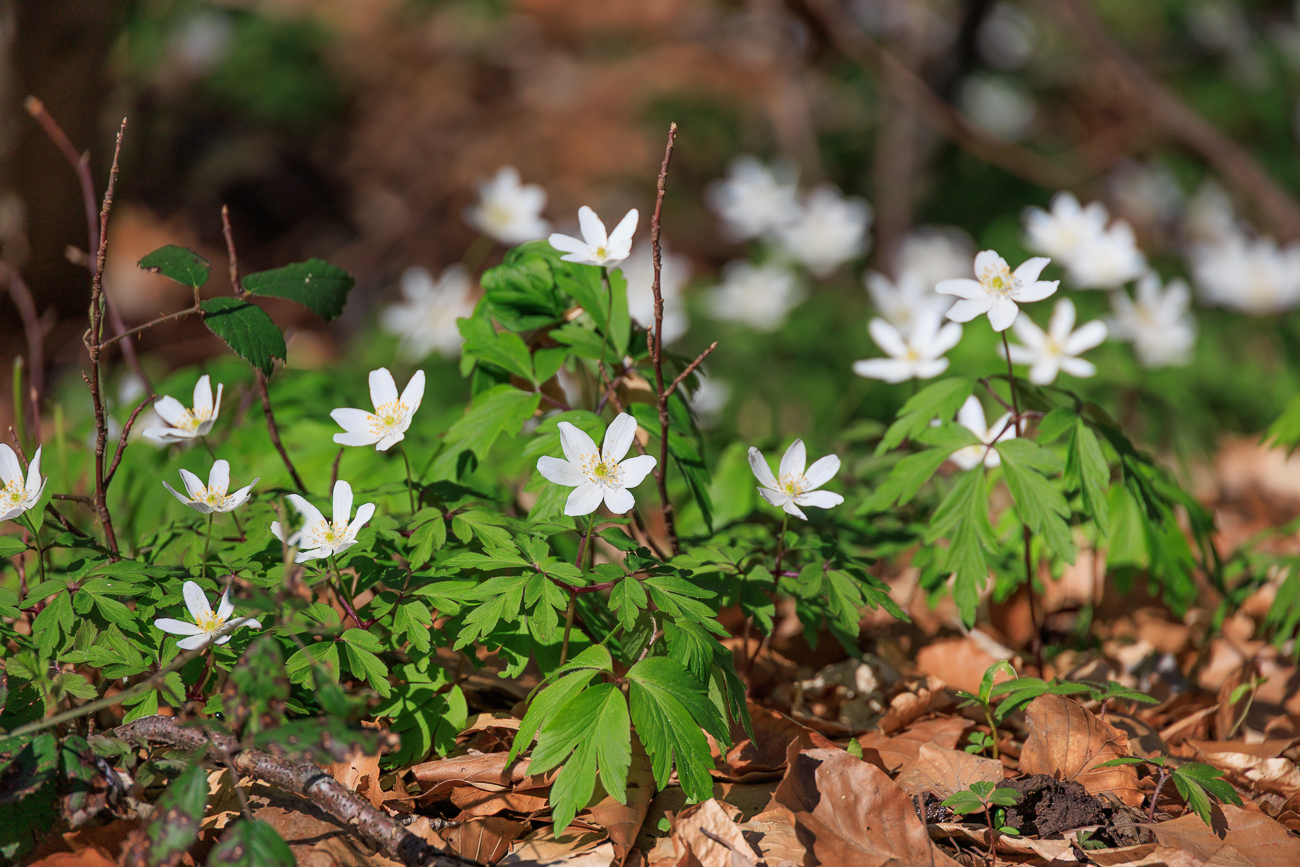 Der ganze Wald ist voller Buschwindr&ouml;schen