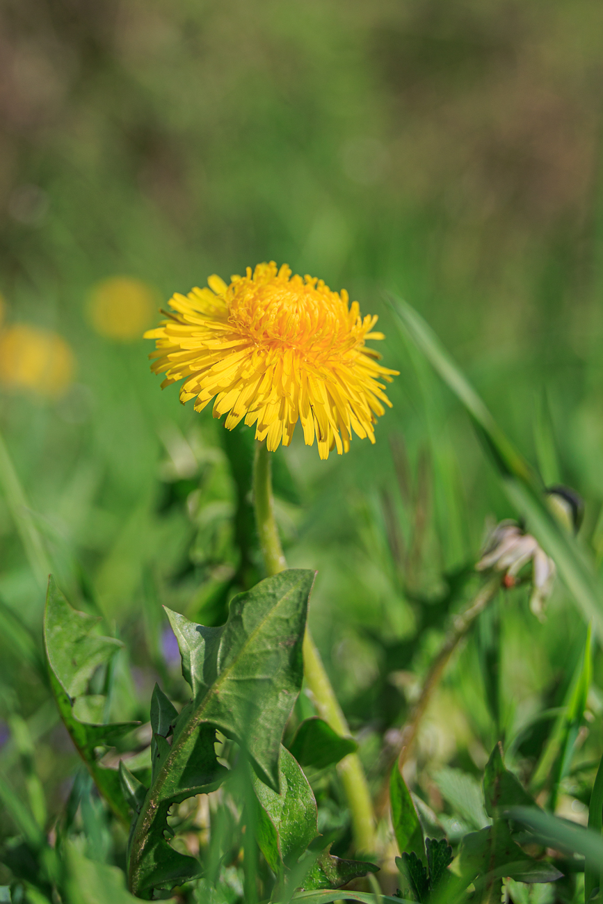 L&ouml;wenzahn [Taraxacum campylodes]