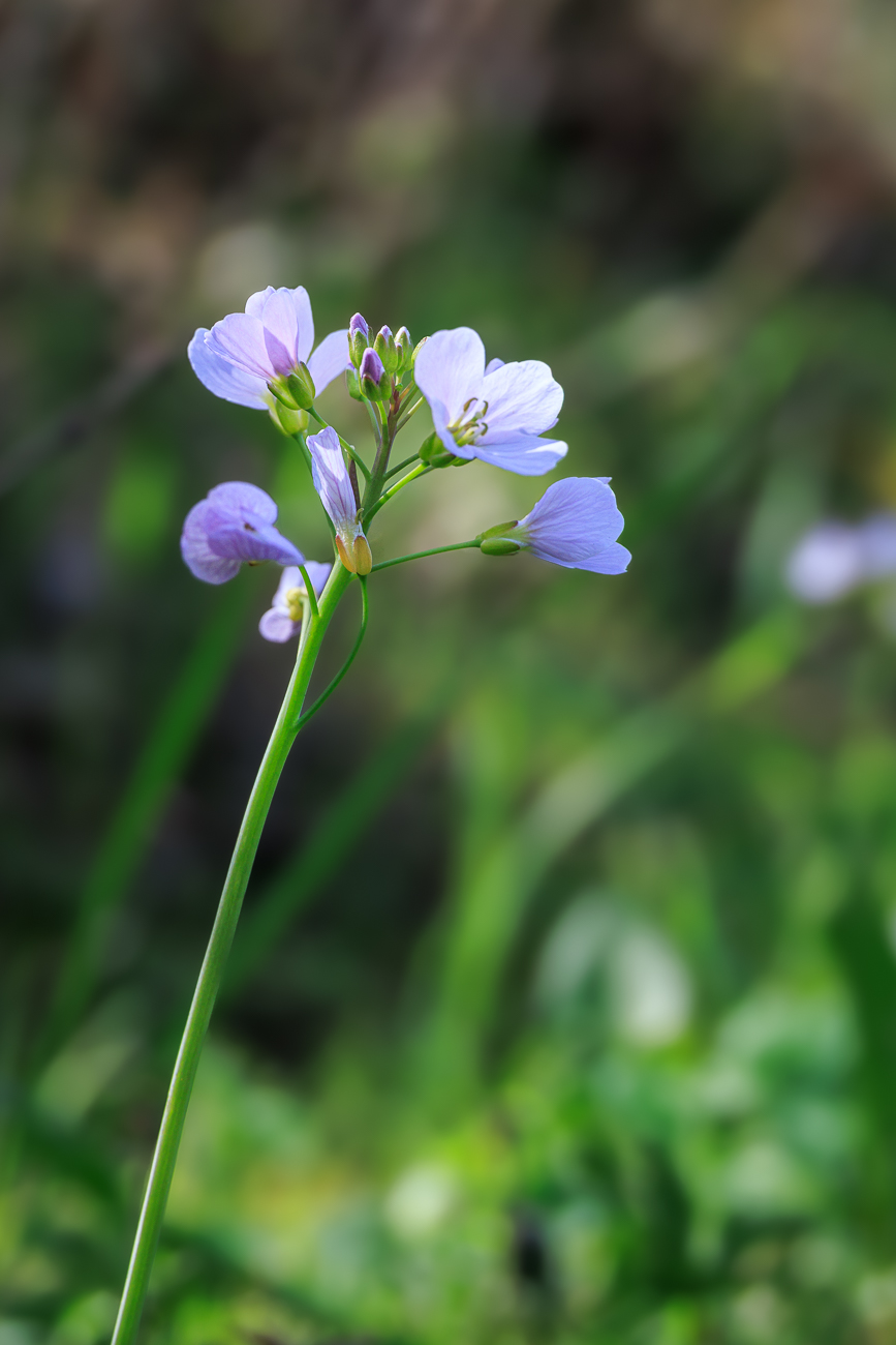 Wiesenschaumkraut [Cardamine pratensis]