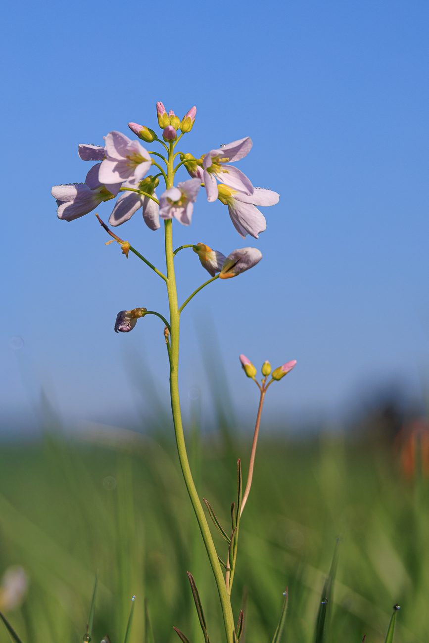 Wiesenschaumkraut [Cardamine pratensis]
