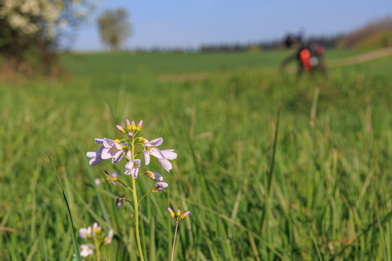 ... um das Wiesenschaumkraut zu fotografieren