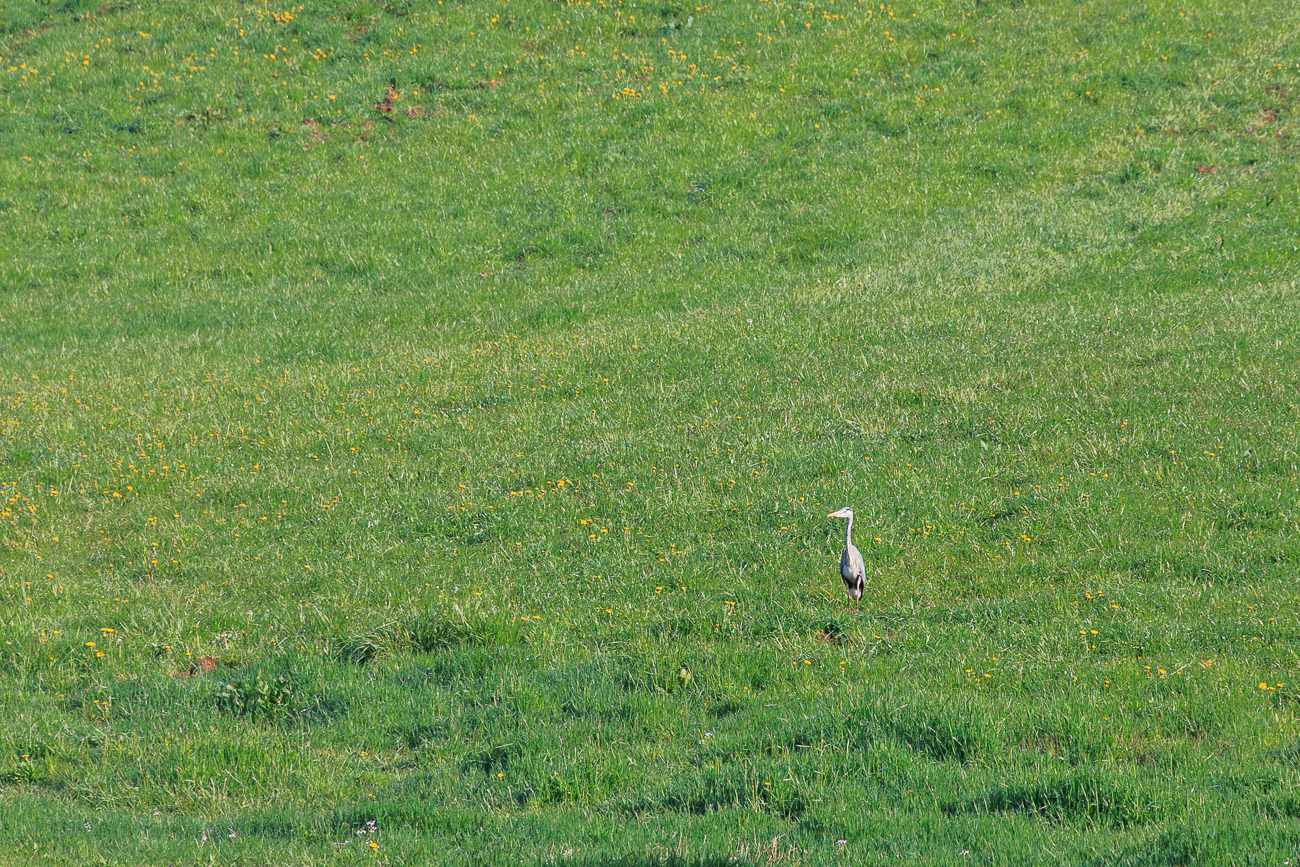 Graureiher [Ardea cinerea]