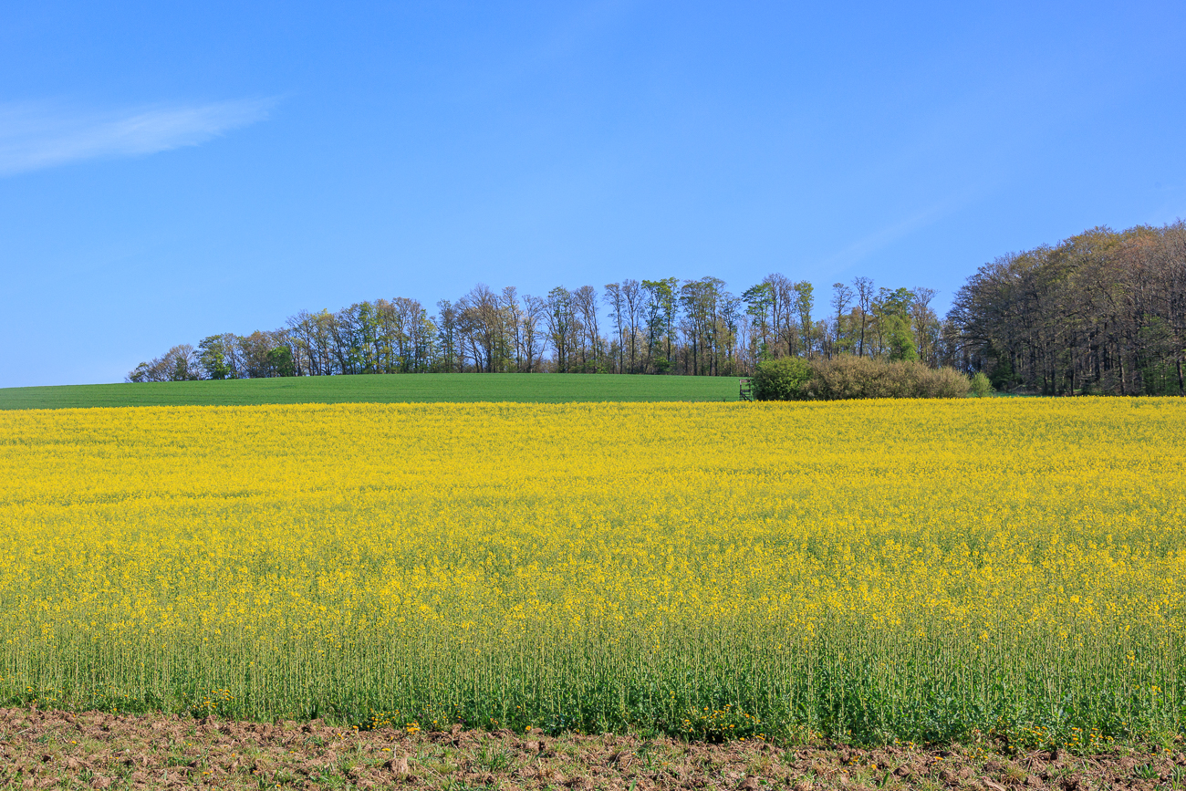 An den Rapsfeldern riecht es ziemlich nach s&uuml;&szlig;en S&auml;ften