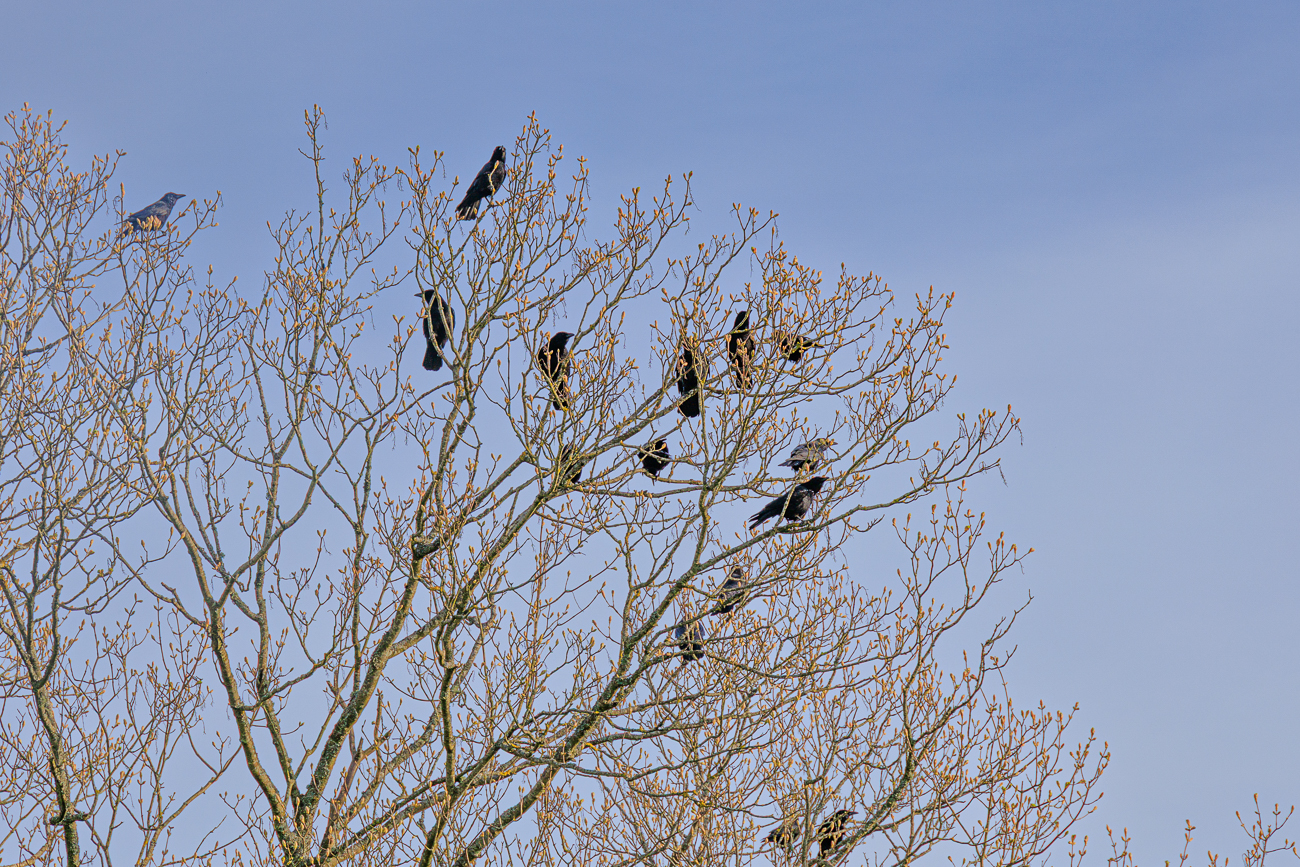 Die Kr&auml;hen machen ganz sch&ouml;n L&auml;rm