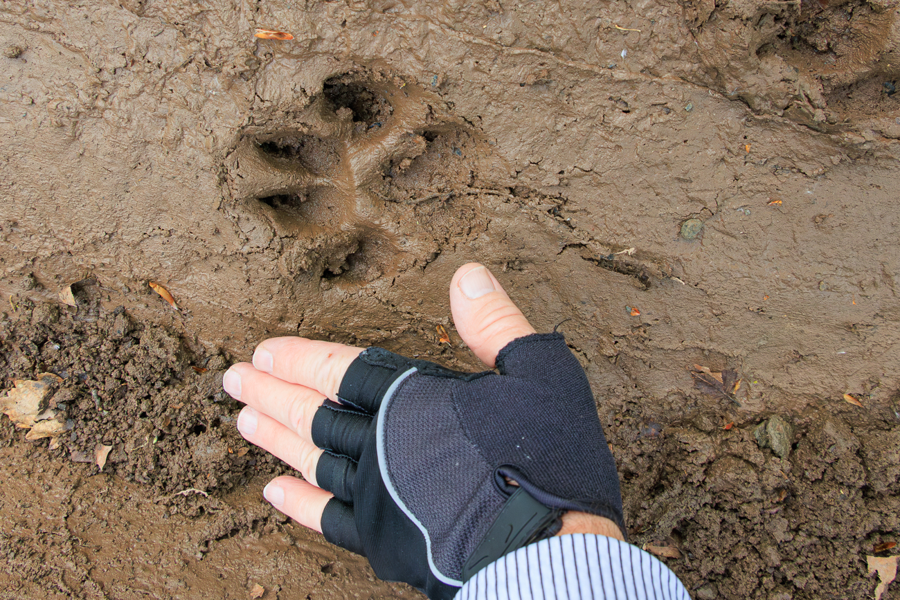Das Trittsiegel ist fast so gro&szlig; wie meine Hand, Wolf?