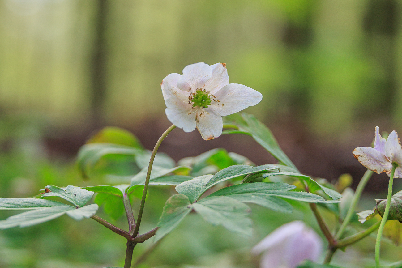 Buschwindr&ouml;schen [Anemone nemorosa]