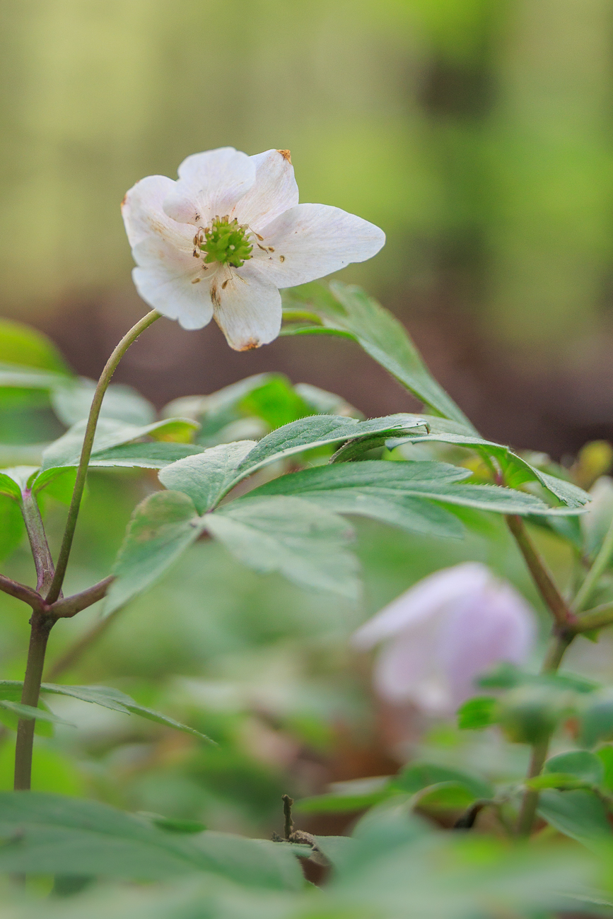 Buschwindr&ouml;schen [Anemone nemorosa]