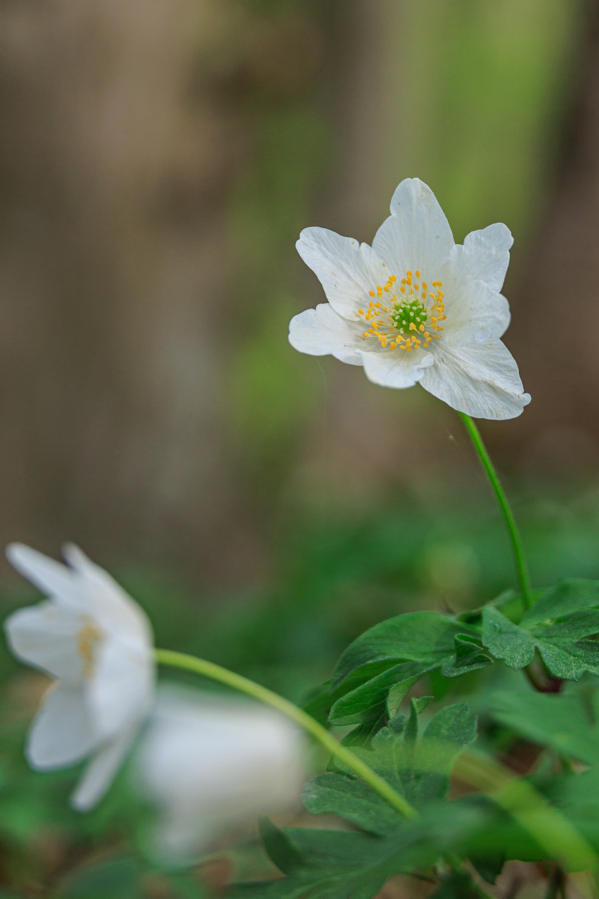 Noch ein Buschwindr&ouml;schen [Anemone nemorosa]