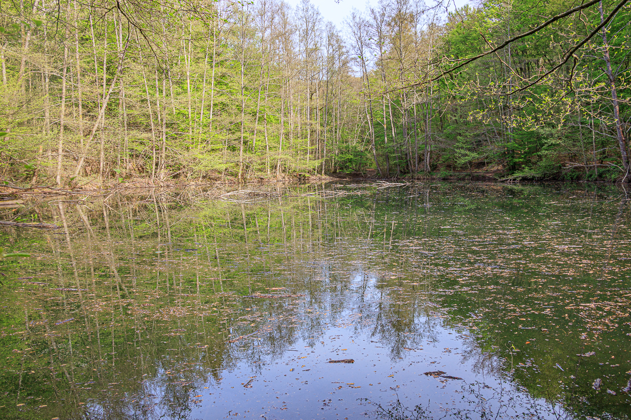 Am Gouvysweiher im Steinbachtal