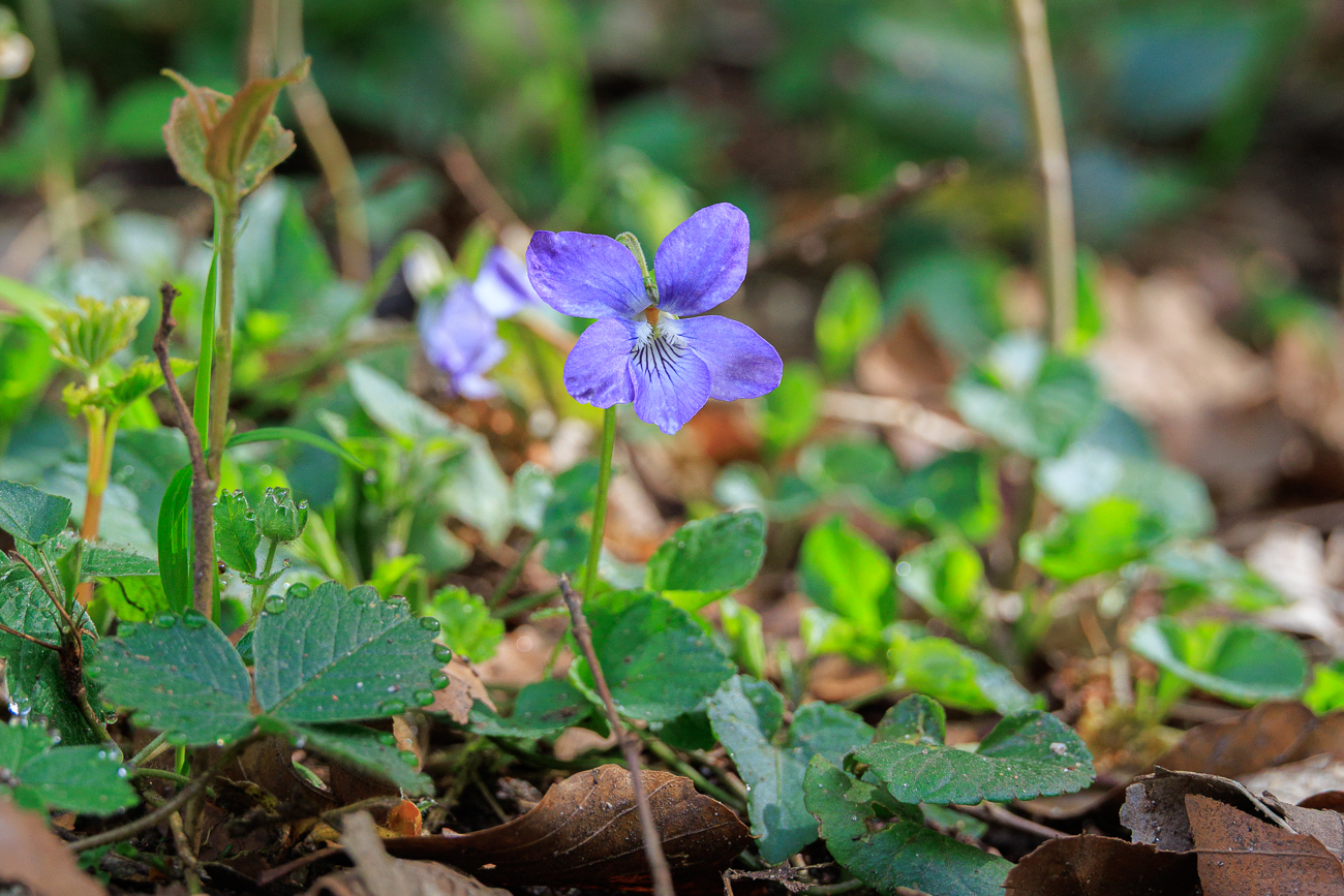 Hunds-Veilchen [Viola canina]