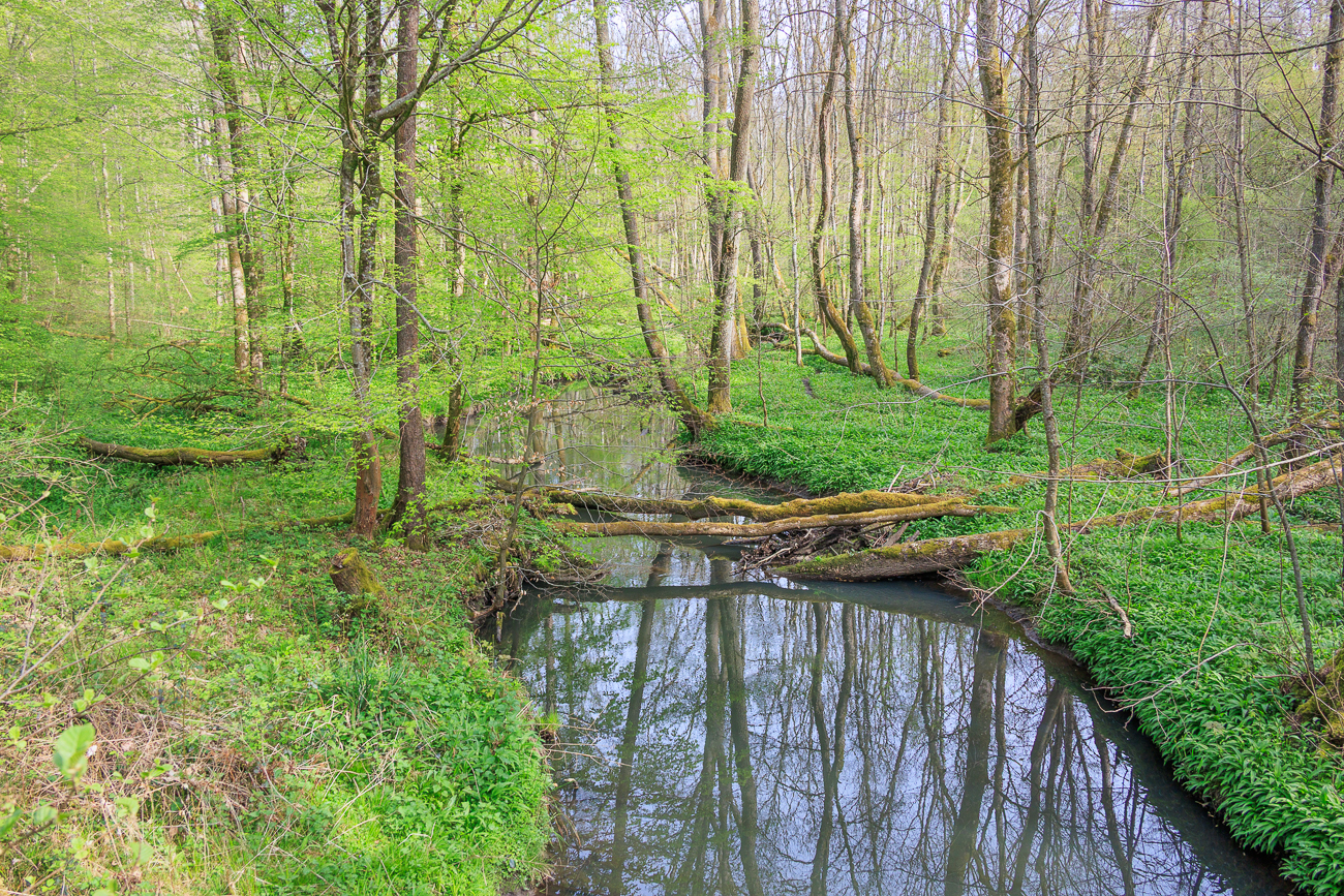 Blick nach links von der Br&uuml;cke auf den Fischbach