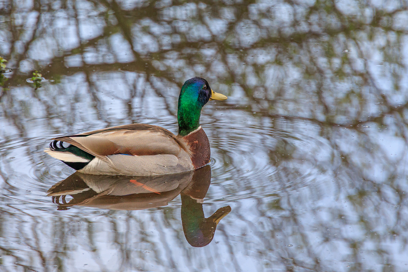 Stockente [Anas platyrhynchos]