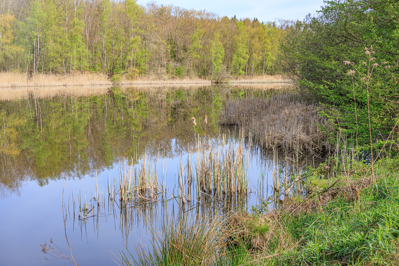 Am Absinkweiher im Fischbachtal