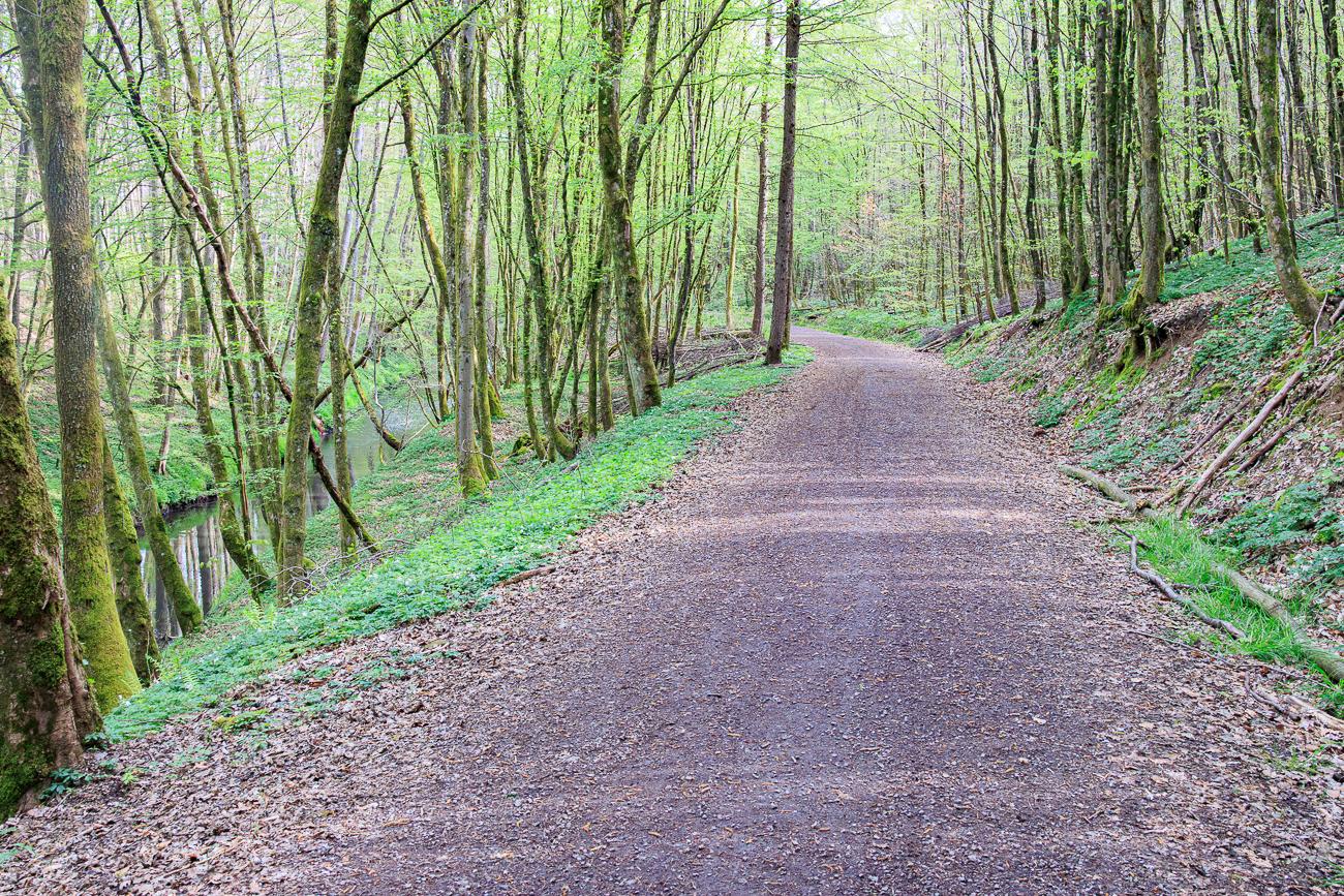 Der Waldweg f&uuml;hrt hier parallel zum Fischbach