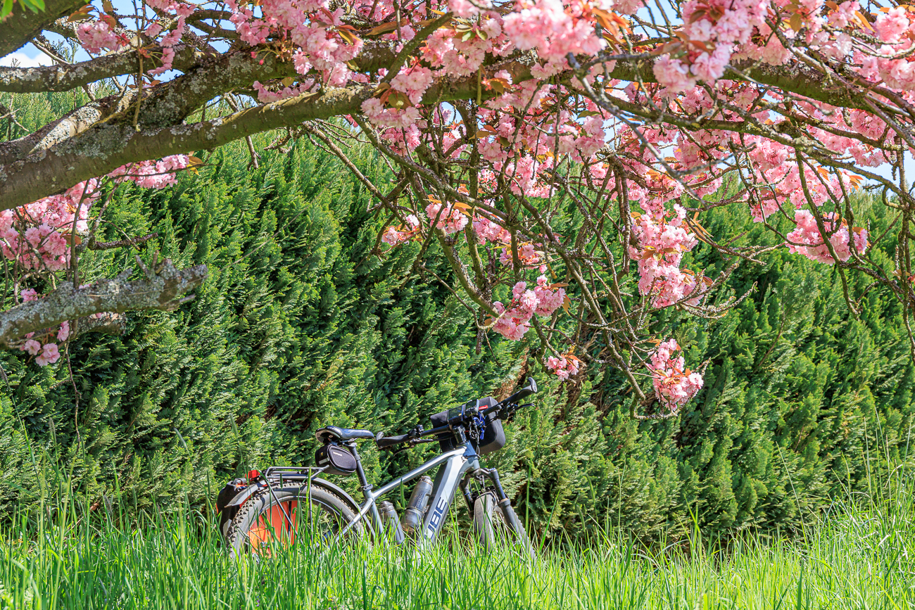 Japanische Bl&uuml;tenkirsche [Prunus serrulata] mit Fahrrad