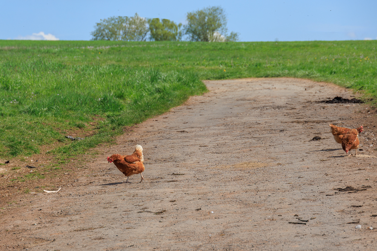 Wo kommen den die H&uuml;hner her?