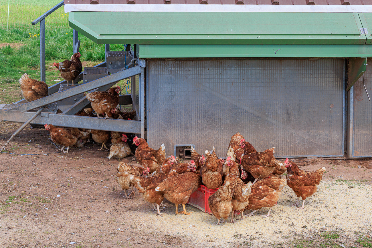 Die sind aus ihrem Pferch ausgebrochen