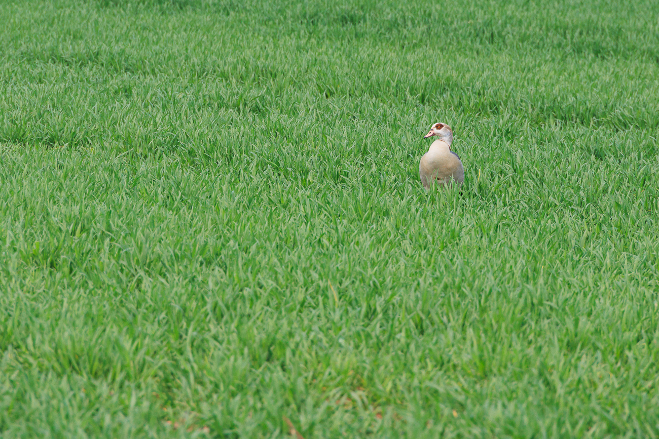 Nilgans im Gras