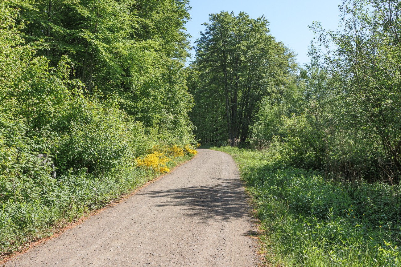 Breiter Schotterweg im Wald