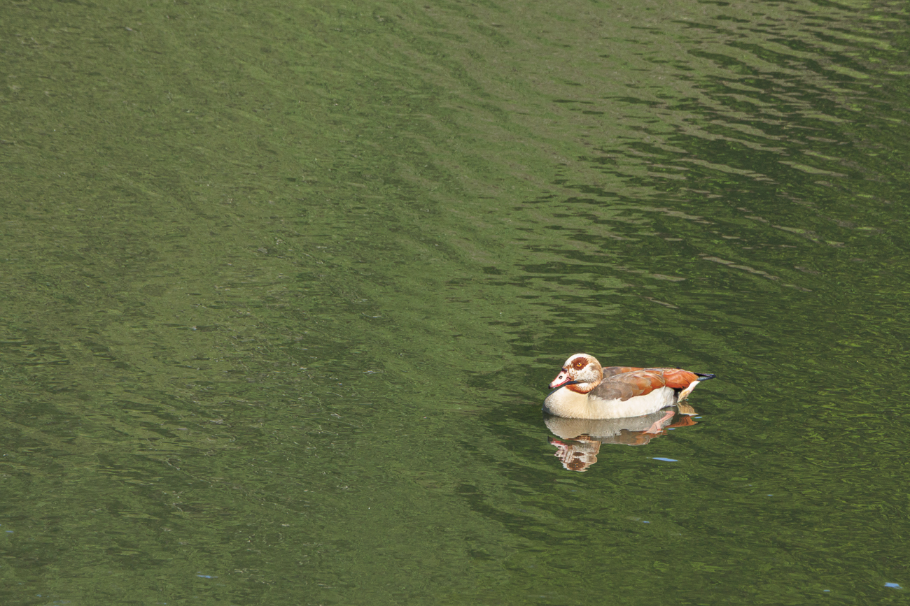 Nilgans