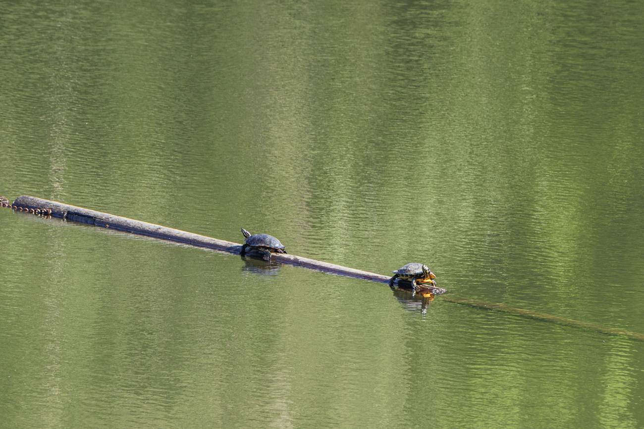Schildkr&ouml;ten beim Sonnen