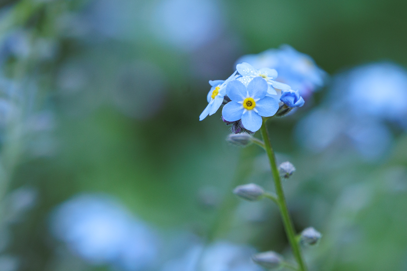 Wald-Vergissmeinnicht [Myosotis sylvatica]