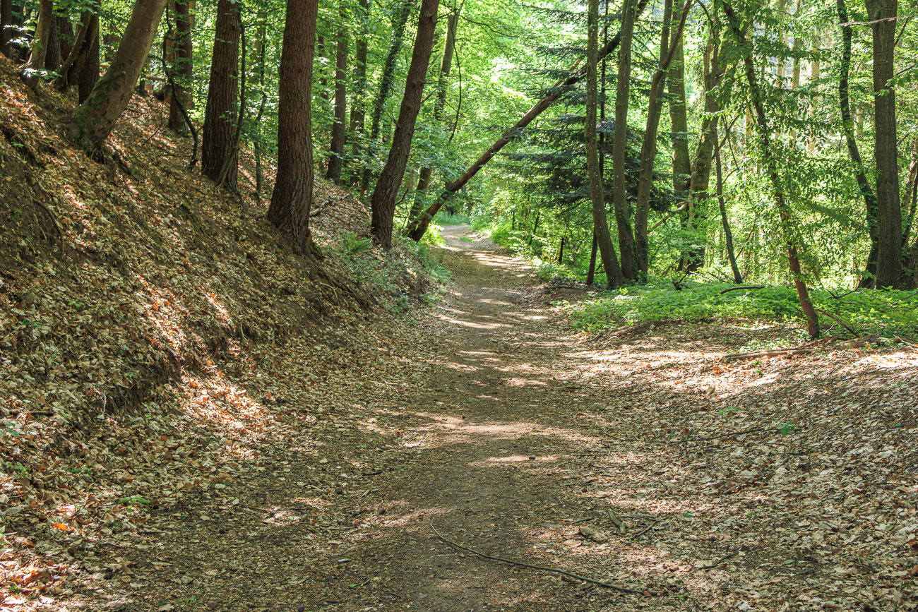 Durch den schattigen Wald