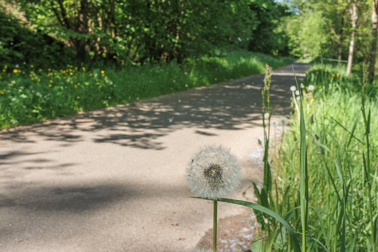 Ger&ouml;teter L&ouml;wenzahn [Taraxacum rubicundum]