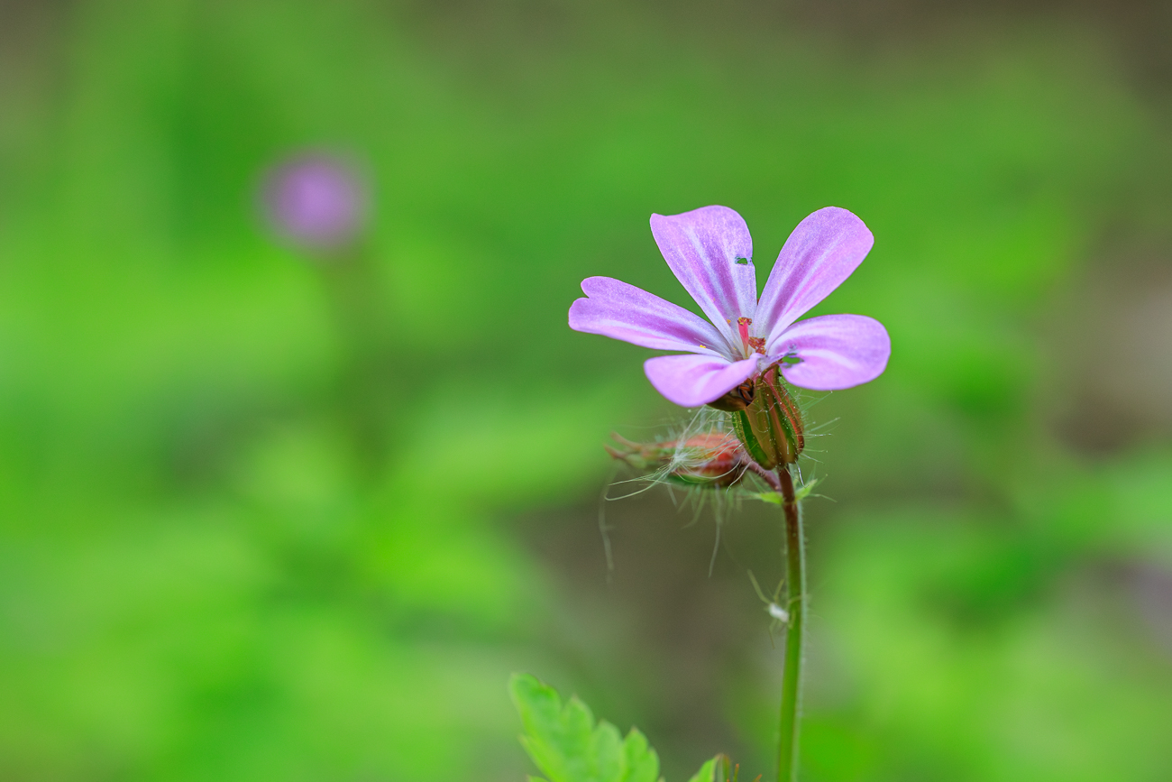 Stinkender Storchschnabel [Geranium robertianum]