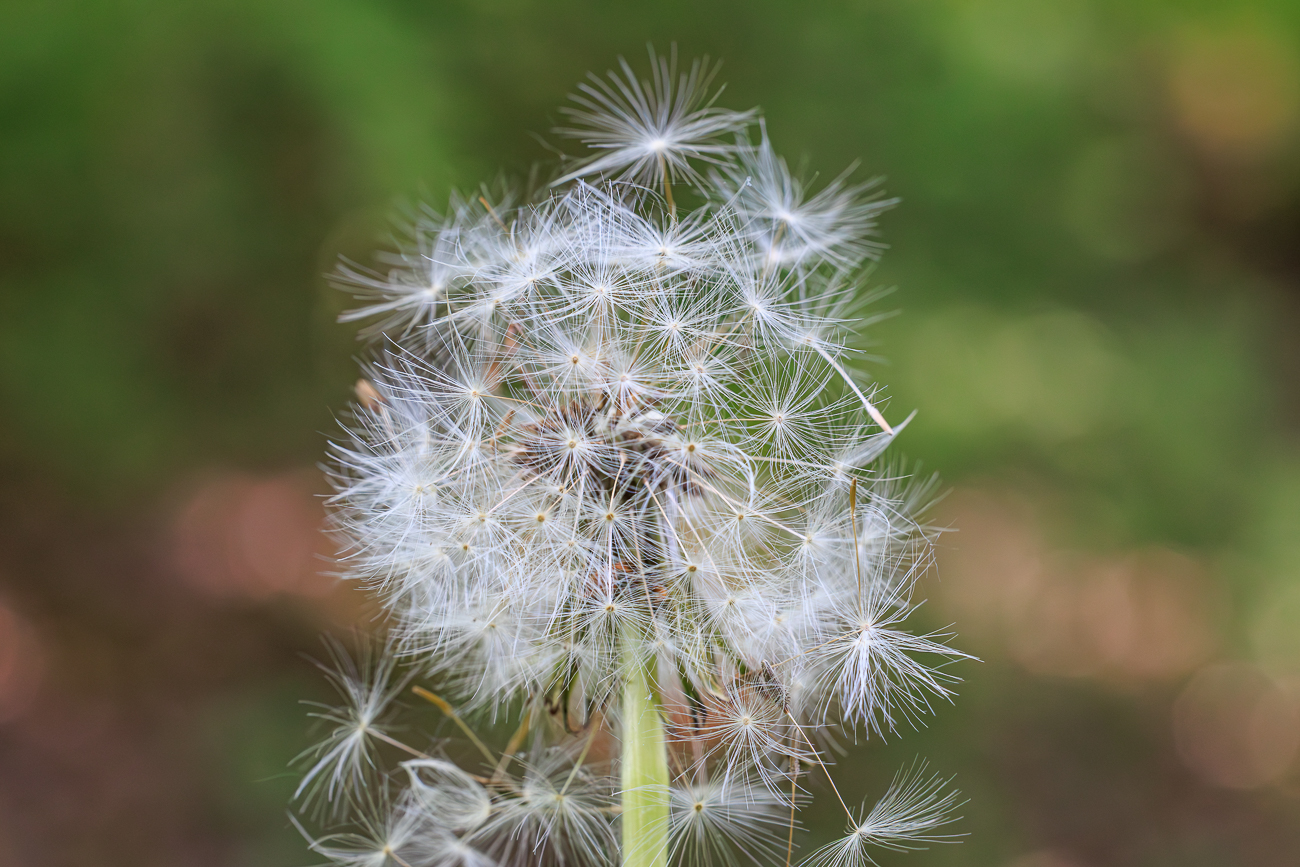 Ger&ouml;teter L&ouml;wenzahn [Taraxacum rubicundum]