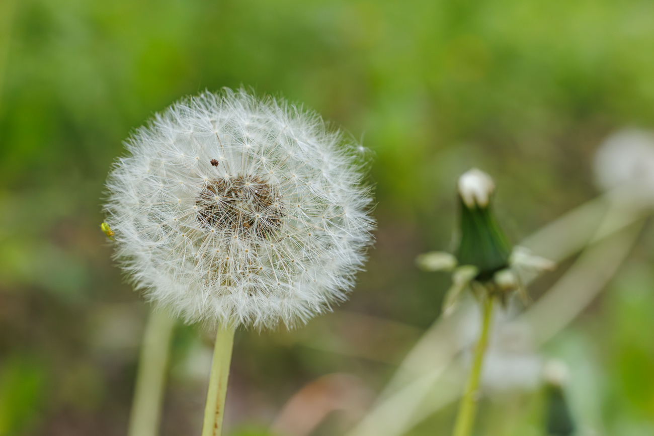 Ger&ouml;teter L&ouml;wenzahn [Taraxacum rubicundum]