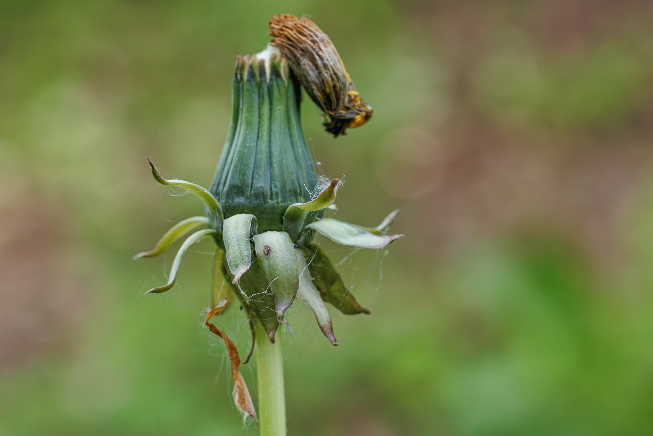 Ger&ouml;teter L&ouml;wenzahn [Taraxacum rubicundum]