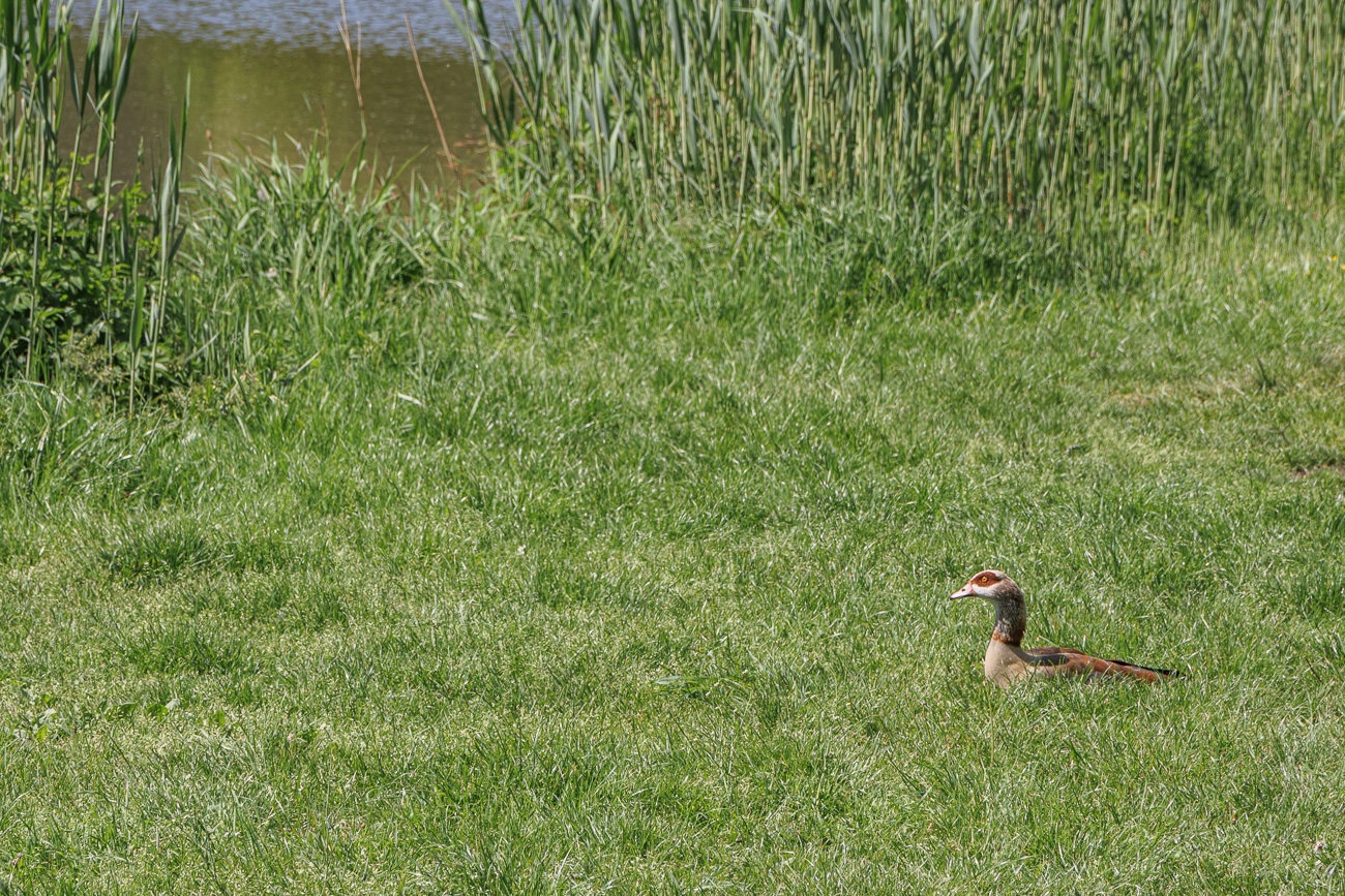 Nilgans [Alopochen aegyptiaca]