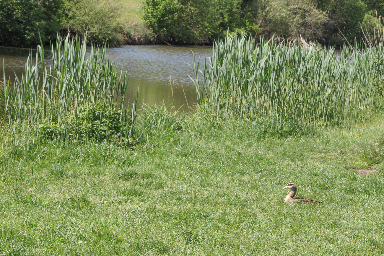Nilgans [Alopochen aegyptiaca] am W&uuml;rzbach