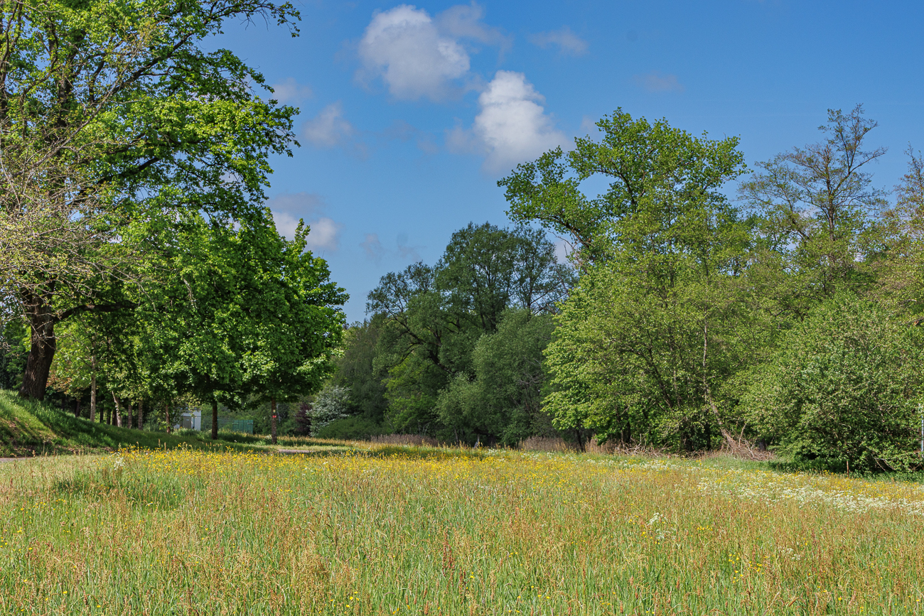 Blumenwiese