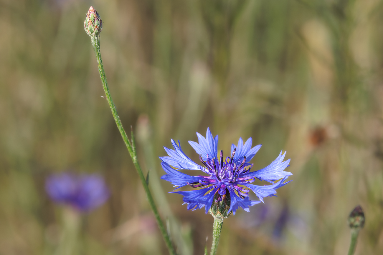 Echte Kornblume [Centaurea cyanus]
