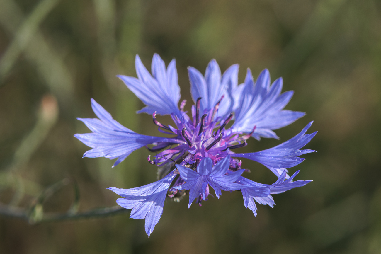 Echte Kornblume [Centaurea cyanus]