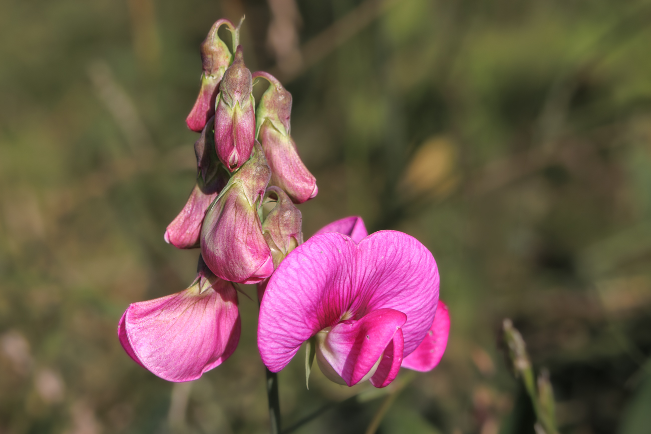 Breitbl&auml;ttrige Platterbse [Lathyros latifolius]
