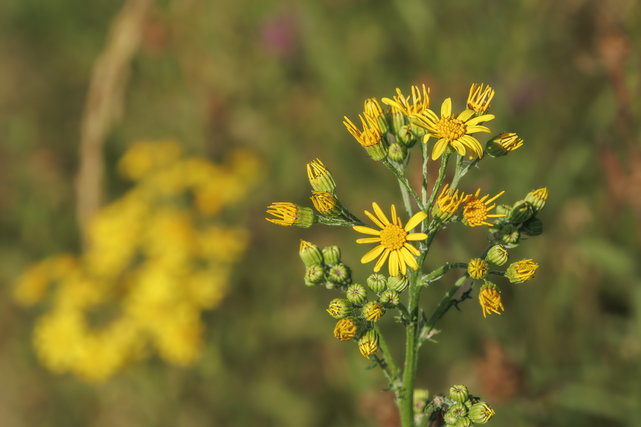Waldkreuzkraut [Senecio sylvaticus]