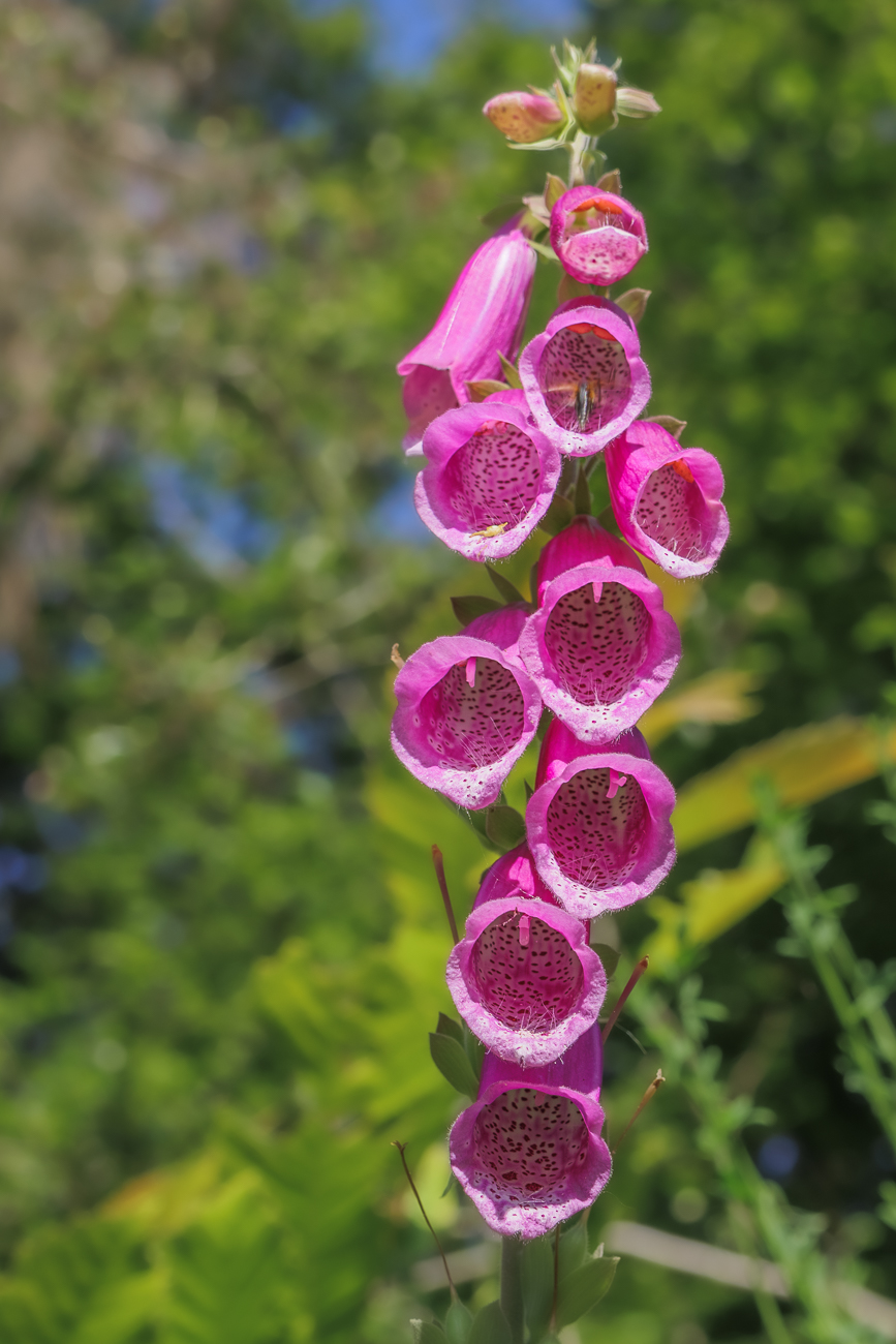 Roter Fingerhut [Digitalis purpurea]