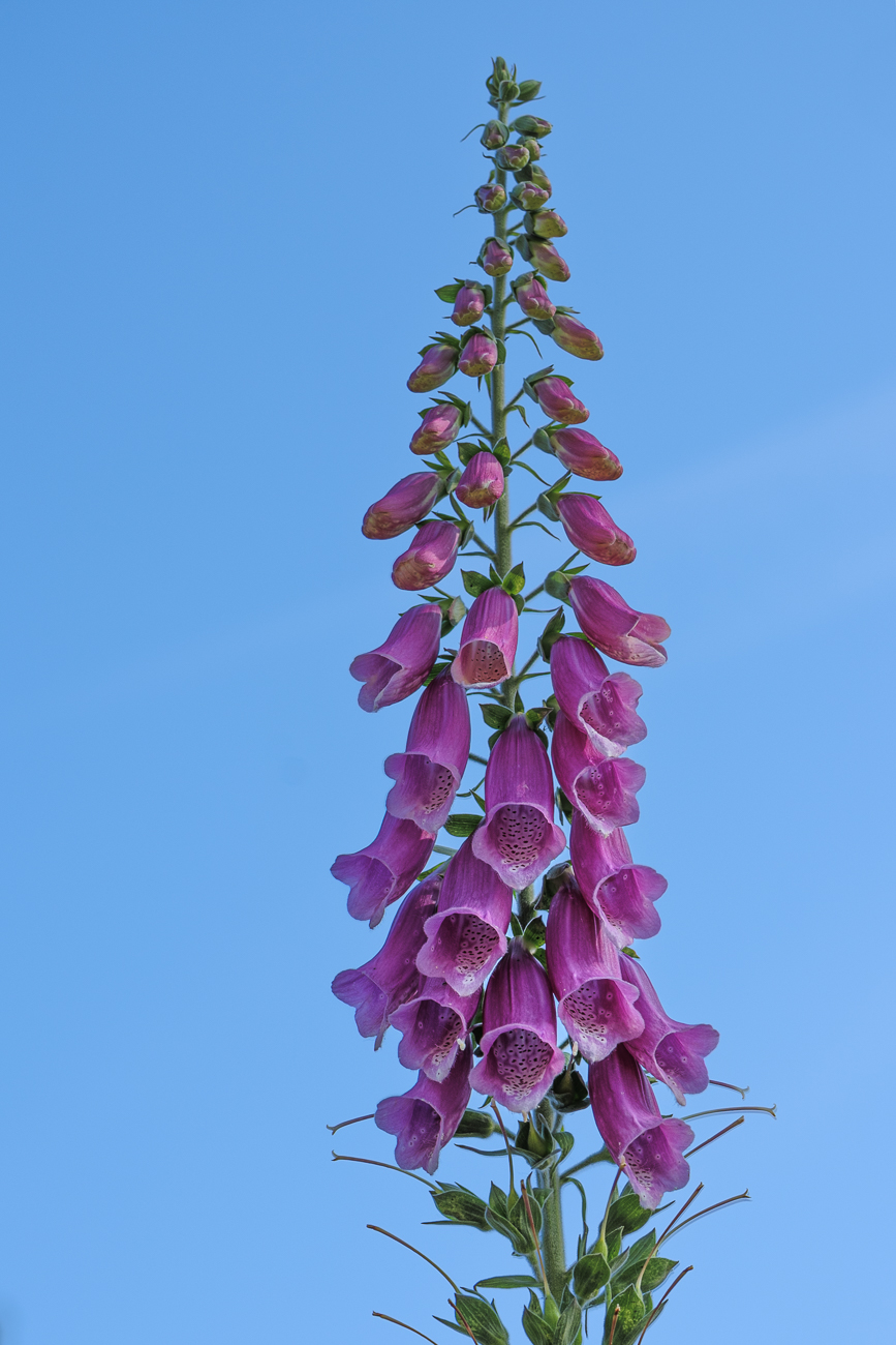 Roter Fingerhut [Digitalis purpurea]