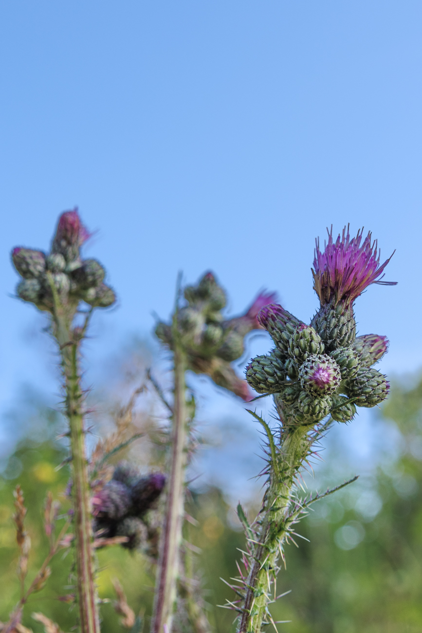 Sumpf Kratzdistel [Cirsium palustre]