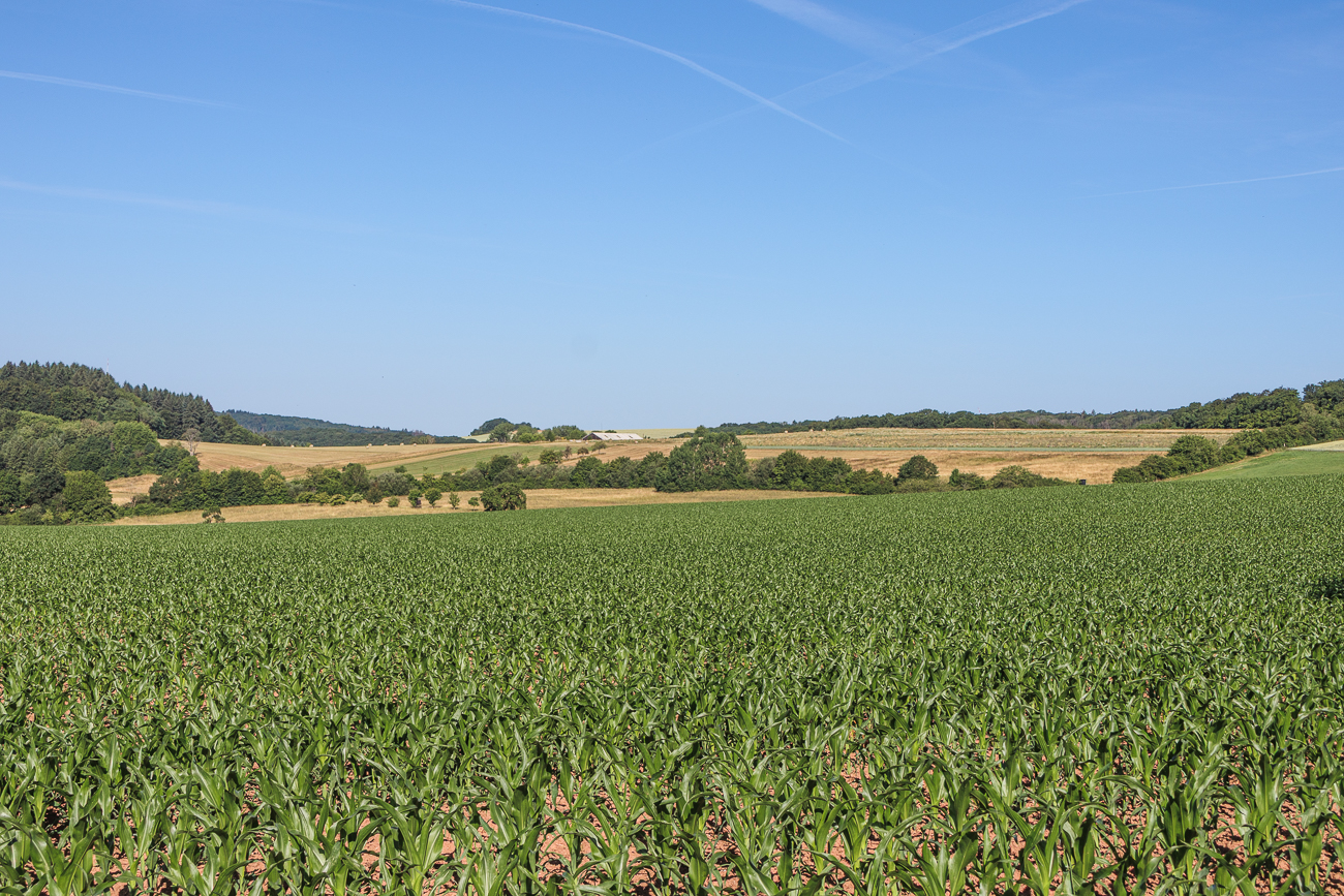 Maisfeld