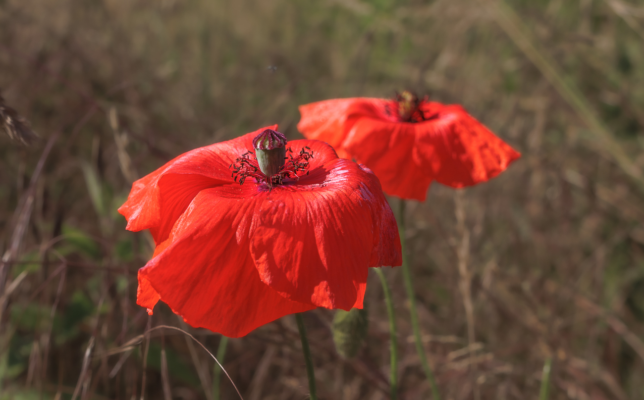 Klatschmohn [Papaver rhoeas]