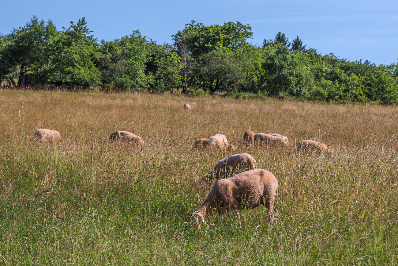 Schafe auf der Weide