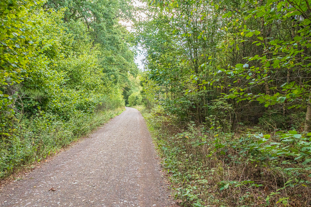 Fahrt durch den Stennweiler Wald