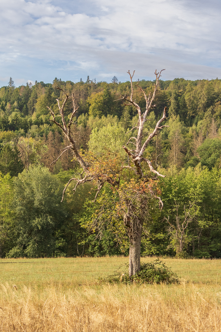Solit&auml;r-Baum