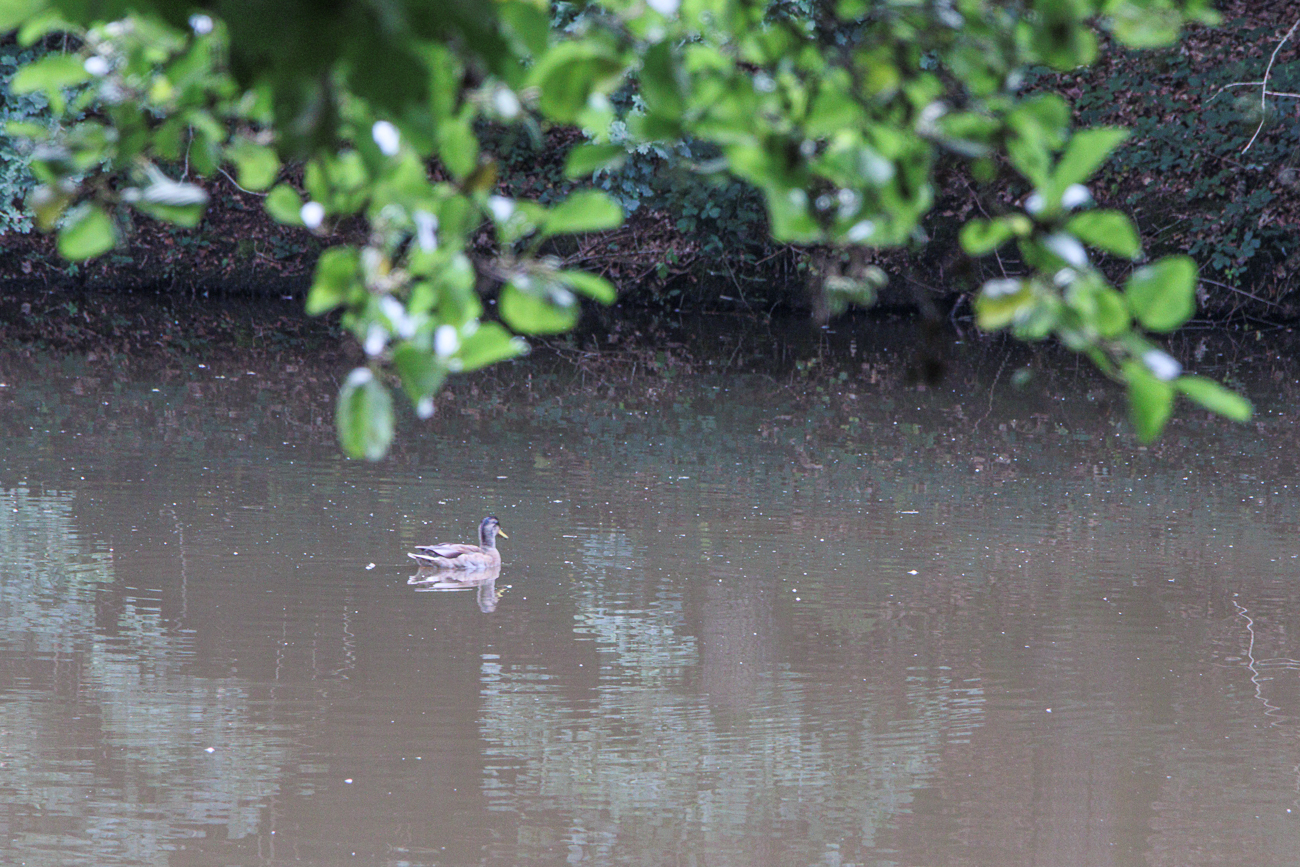Ente auf dem Wingertsweiher