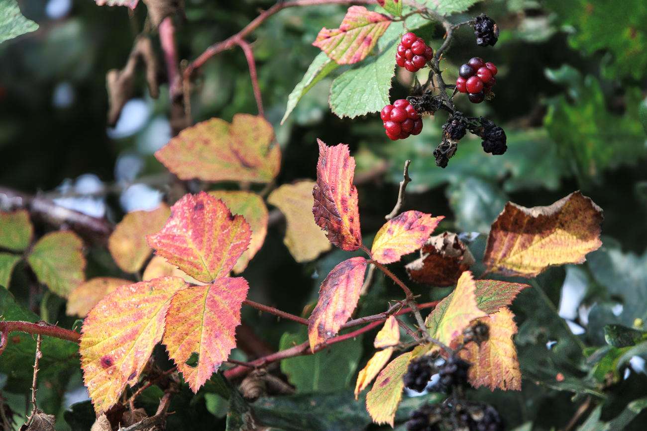 Brombeere [Rubus fruticosus]